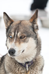 portrait husky yeux vairon