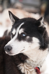 portrait groenlandais