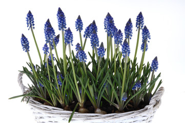 Traubenhyazinthen hyazinthe Muscari macerosum in Blau