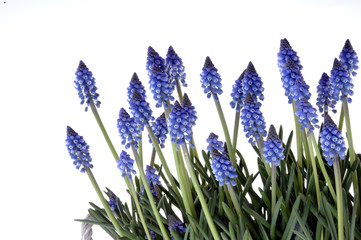 Naklejka premium Hiacynt winogronowy Muscari macerosum w kolorze niebieskim