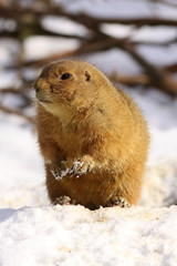 Obraz premium Prairie dog standing in the snow