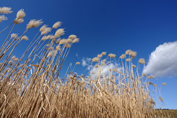 Obraz premium Elefantengras