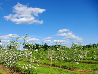 Fototapeta na wymiar blossom apple trees