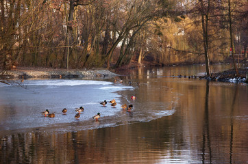 zamarznięty staw © GKor