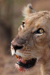 Naklejka premium Lioness bloody