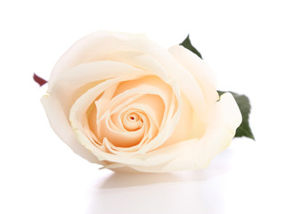 Naklejka premium Wite rose