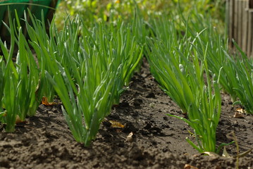 green onion in the garden