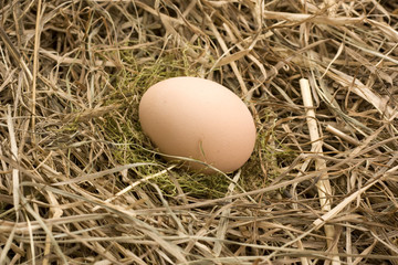 easter egg on haystack