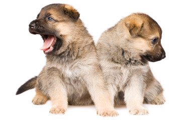 Sheepdogs puppys isolated over white background