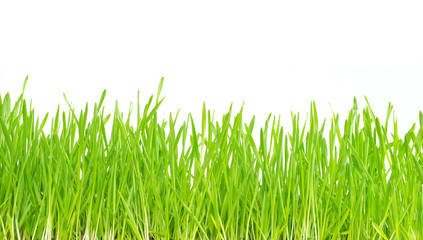 Obraz premium green grass