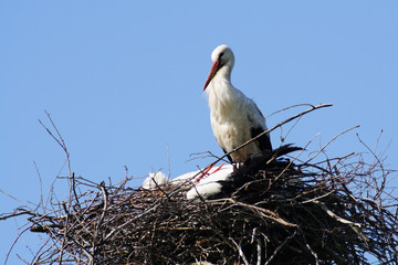 Storks on the nest