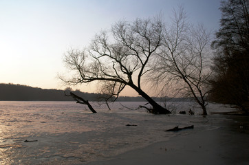 zamarznięte drzewo © GKor