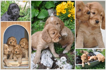 chiots cocker anglais spaniel multi photos