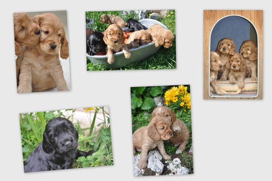 chiots cocker anglais spaniel multi photos