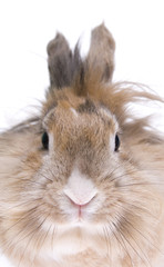 rabit isolated on white background