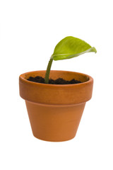 seedling in flowerpot