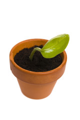 seedling in flowerpot