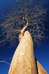Verliebte Baobabs - Madagaskar