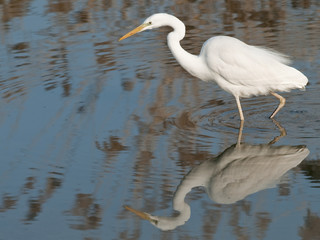 Great white egret