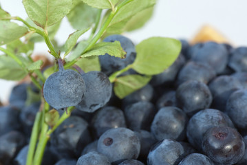 Obraz na płótnie Canvas Blueberry gałązka