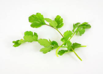 Several organic cilantro herb leaves and stalks