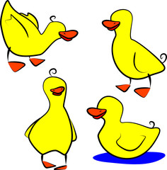 Ducks