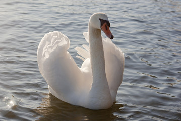 Swan