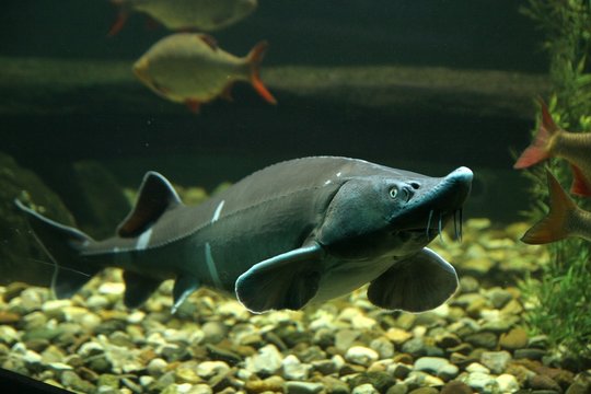 st&ouml;r