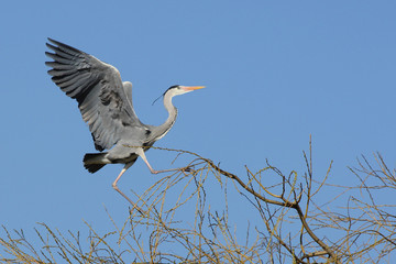 HERON