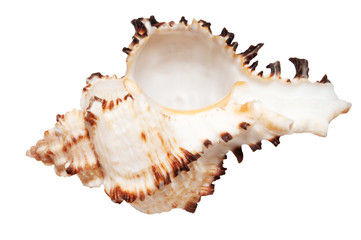 Nacre, isolated on the white background