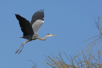HERON