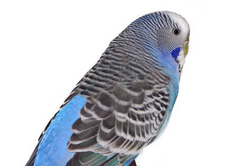 blue budgie on white background - small home pet