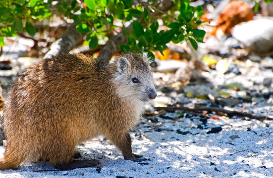 wild hutia