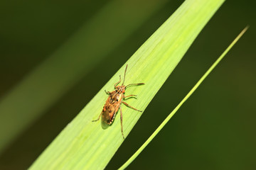stinkbug