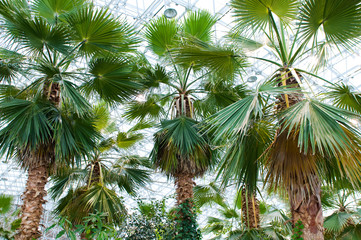 Many palms in the conservatory