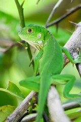 Iguana verde