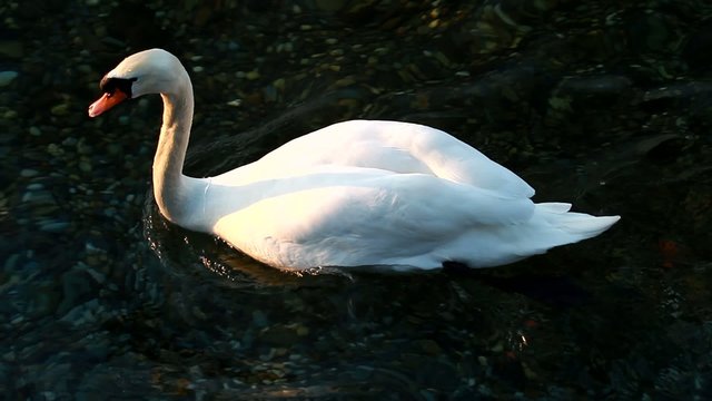 cigno nel lago