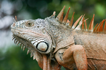 Iguana iguana