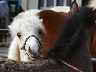 poney