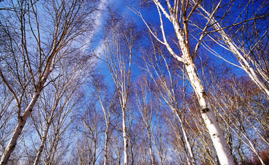 Fototapeta premium bois de bouleaux