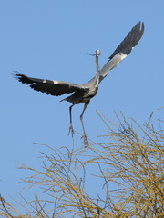 HERON