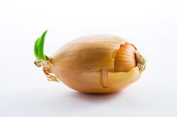 Zwiebel