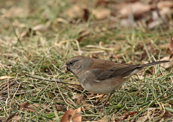 Dark-eyed Junco, Junco hyemalis