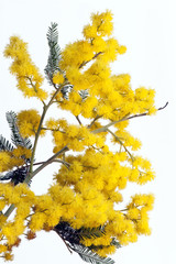 Fototapeta na wymiar Branches and inflorescences of Acacia dealbata, (Silver Wattle)