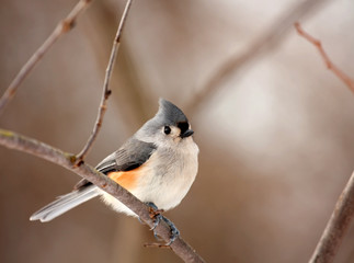 Tufted Titmouse, Baeolophus bicolor