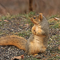 Fox Squirrel, Sciurus niger