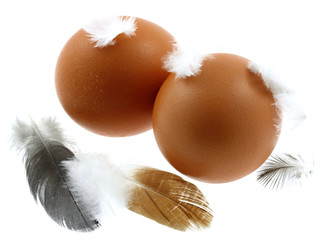oeufs, plumes, fond blanc