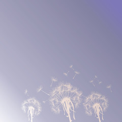 Dandelions silhouettes on the sky