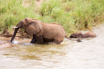 Fototapeta na wymiar Baby elephant following his mother