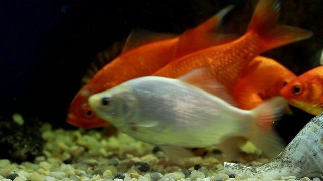 Fische